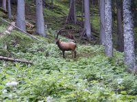 3D-Parcours_Steinbock